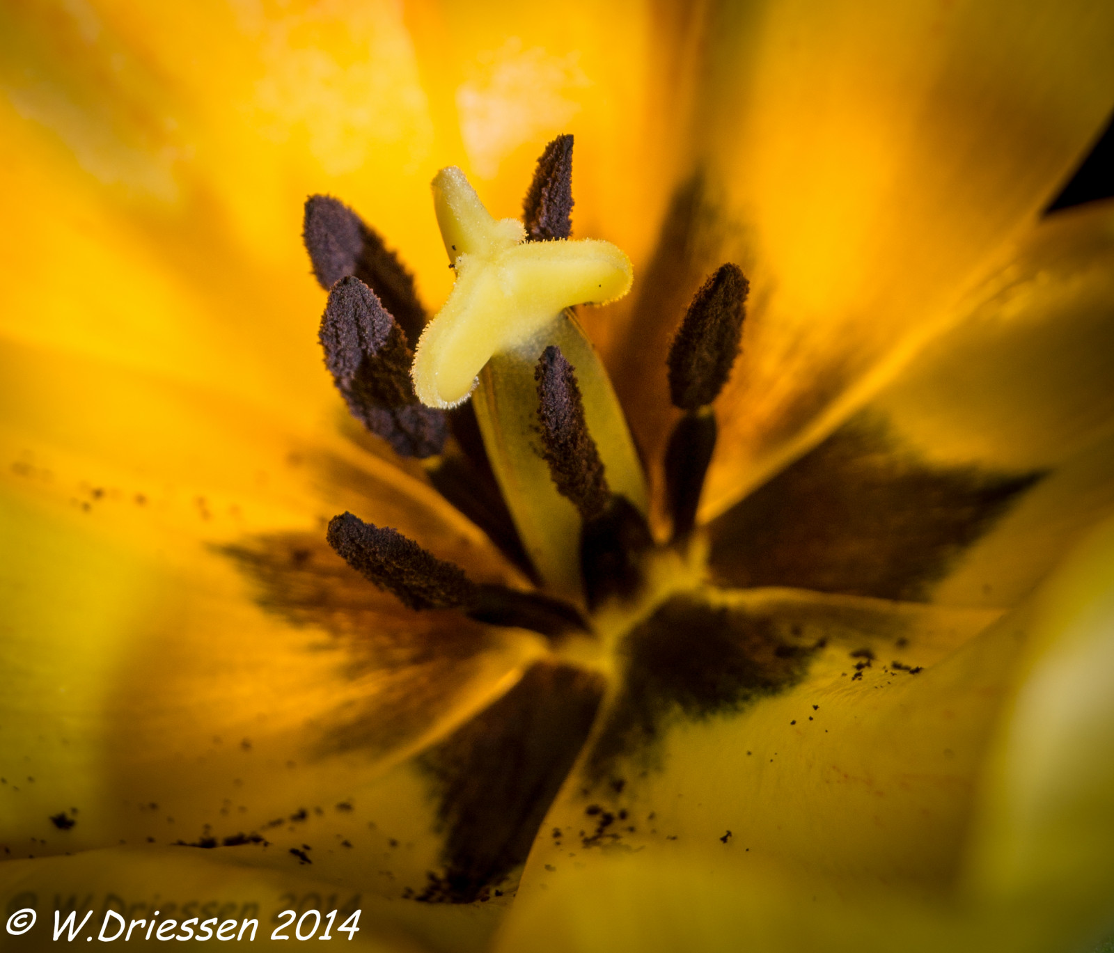 sollys, natur, fotografering, tæt på, makro, grøn, gul, pollen, blomst, 2014, blad, blomst, plante, øje, lilje, flora, kronblad, geel, wildflower, Bloem, computer tapet, botanik, jord plante, blomstrende plante, tæt på, makrofotografering, stængelplante, Tulp, Roosendaal, stamper, meeldraden, macroringen