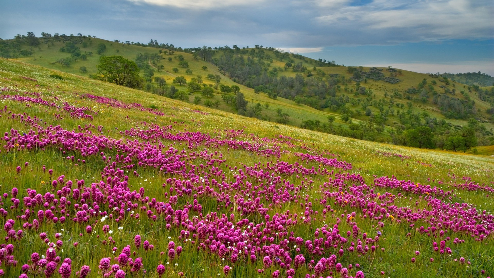 Fondos de pantalla campo, Flores, cielo, césped 1920x1080
