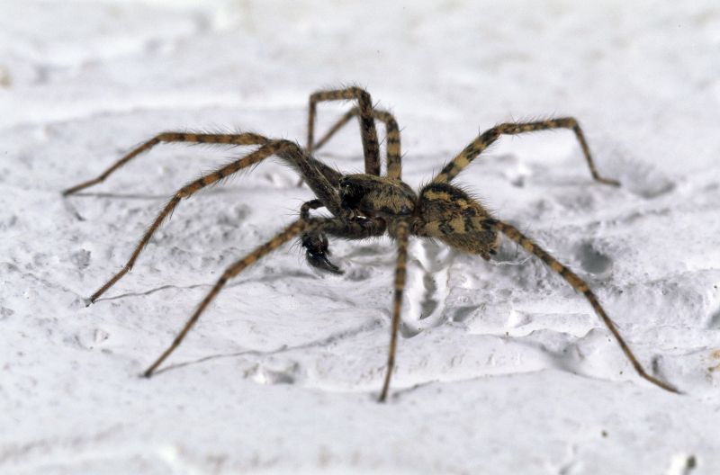pider,bielom pozadí,noha