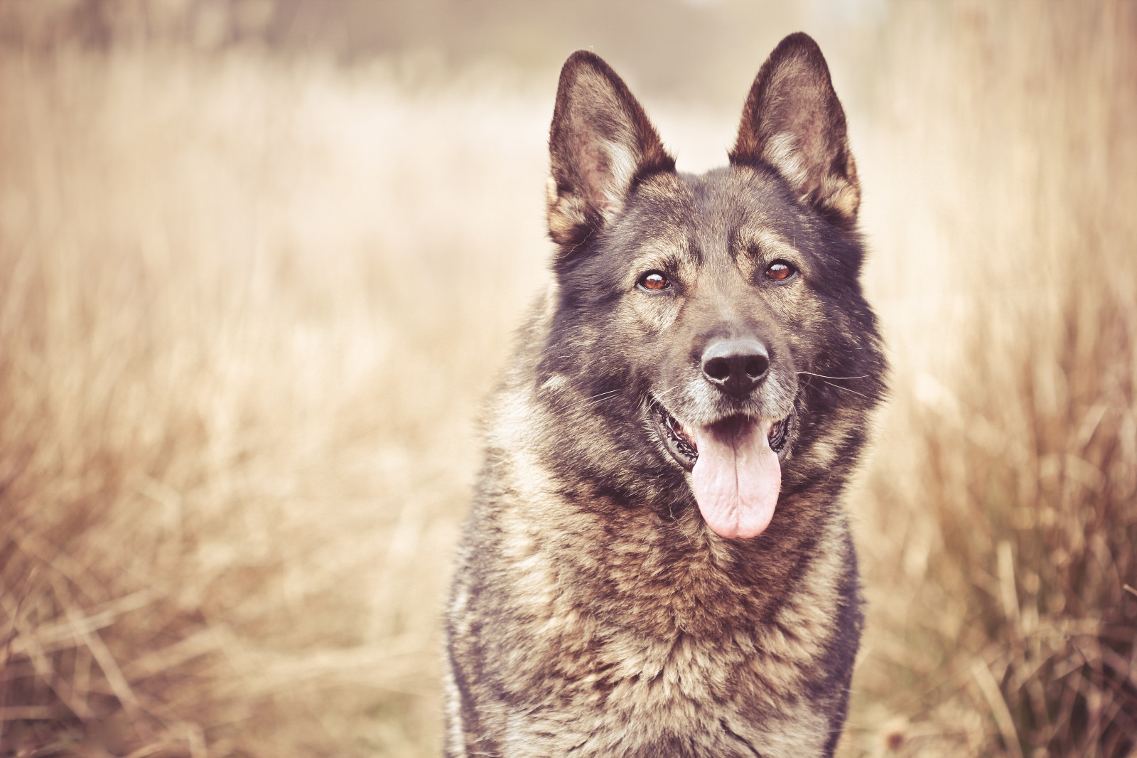 tvář, tráva, Pes, Volně žijících živočichů, vlk, fauna, savec, obratlovců, vlčák, Saarloosův vlčák, pes jako savec, psí plemeno skupina, grónský pes, carnivoran, psí kříženci, psí plemeno, Československý vlčák, norština Elkhound, rozmazání