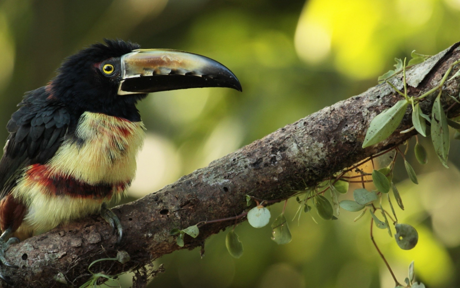 ptactvo, zvěř, Příroda, větev, zelená, Volně žijících živočichů, tukani, zobák, strom, květ, pták, tukan, fauna, 1920x1200 px, prohlížení pták, obratlovců, zblízka, makro fotografie, Lejskovití, CORACIIFORMES, Piciformes, hornbill
