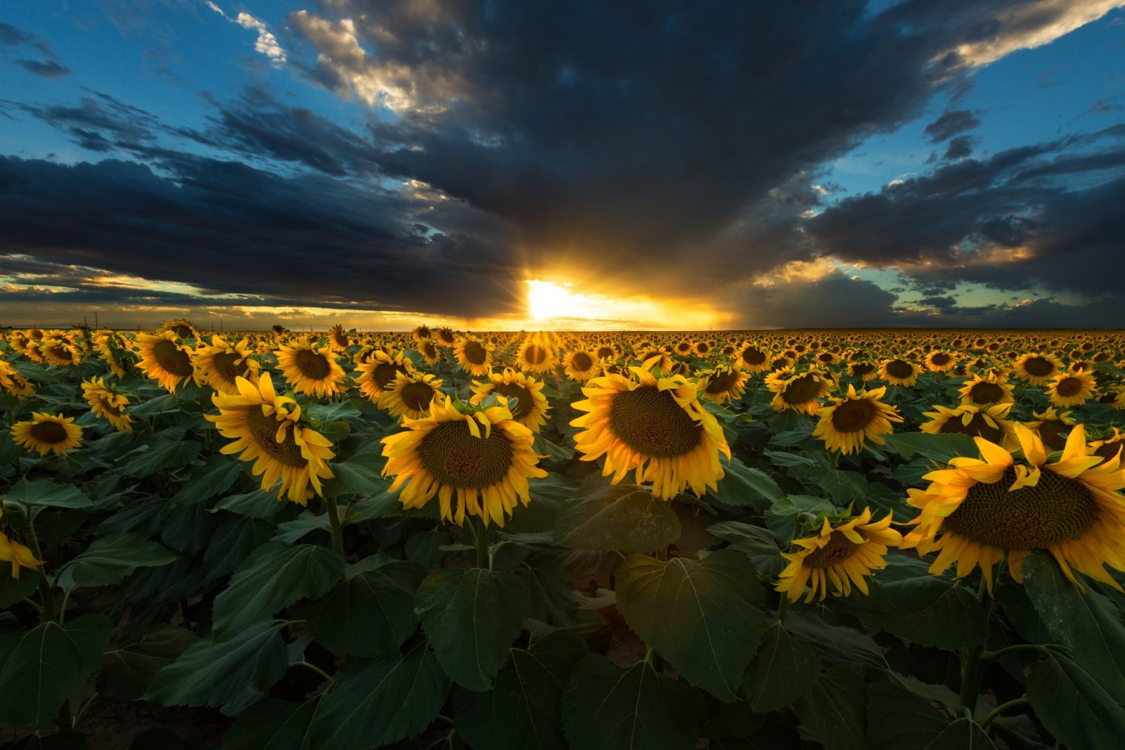luce del sole, tramonto, natura, cielo, campo, giallo, fiore, pianta, girasole, flora, prato, Fiore di campo, prateria, 2048x1366 px, impianto di terra, pianta fiorita, famiglia delle margherite, Asterales