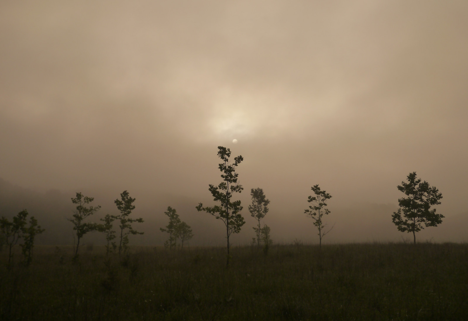 slunečnímu záření, stromy, krajina, les, Příroda, tráva, nebe, pole, svítání, večer, ráno, mlha, horizont, atmosféra, letní, údolí, červen, opar, Tajemství, Ohio, mrak, strom, mlha, svítání, lučina, prostý, Atmosféra Země, meteorologický jev, savana, jev, ekoregion, towpath, cuyahogavalleynationalpark, Stumpybasin, Thesunglidesabove, Trpělivě