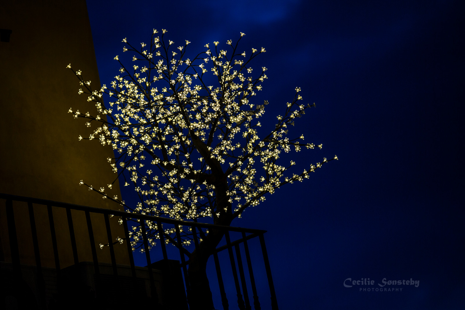 květiny, noc, nebe, stěna, větev, modrý, večer, Kánon, balkón, Florencie, Vánoční strom, Firenze, Vánoční osvětlení, ozdoby, světlo, strom, květ, rostlina, osvětlení, dekorace, tma, canon5dmarkiii, markiii, ef70200mmf28lisiiusm, vánoční dekorace, makro fotografie, plastflowers