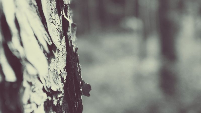 slunečnímu záření, stromy, černobílý, hloubka pole, Příroda, odraz slunečnímu záření, stromy, černobílý, hloubka pole, Příroda, odraz