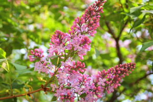 シャープ デスクトップ壁紙 デスクトップ壁紙 Wallhere