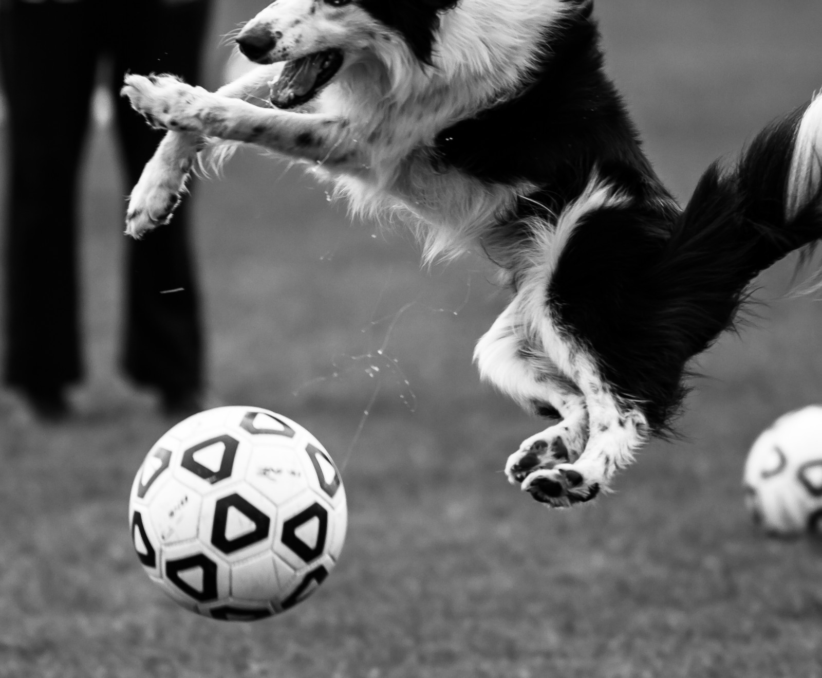 kontrast, Černá, černobílý, skákání, fotografování, Pes, Kánon, fotbal, míč, Vermont, Černý a bílý, venkovní, tělesné, Černá bílá, Fotbal, 7d, canon7d, Černý a bílý, monochromatické fotografování, sportovní vybavení, čenich, pes jako savec, kolie, psí plemeno skupina, carnivoran, psí plemeno, čokl, fotbalový míč, Jumpingdog, Vermontsoccer, Highschoolsoccer, Greatdogs, Dogtricks