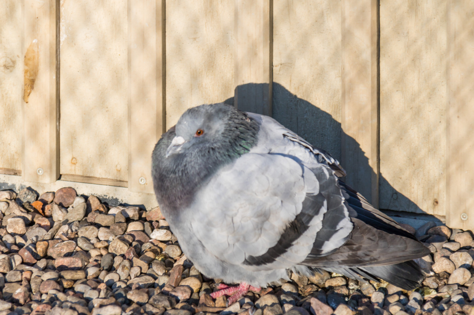 zima, modrý, Studený, mráz, Volně žijících živočichů, holubice, zobák, Vrabec, pták, Vinter, parku Stadsparken, Trelleborg, f gel, kallt, Duva, rimfrost, křídlo, fauna, prohlížení pták, obratlovců, holubi a holubice, Emberizidae