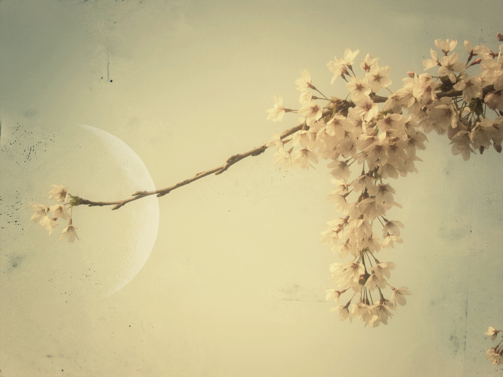 nebe, větev, Měsíc, japonský, květ, jaro, zen, strom, květ, sakura, větvička, victoriabc, počítač tapeta, zátiší fotografování, sakurahanami, stock photography