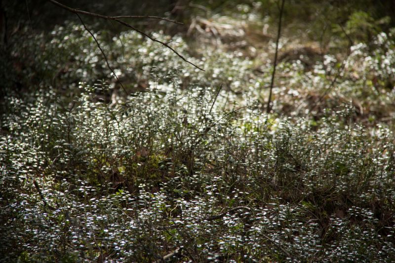 forest,sunlight,nature,grass,branch,green