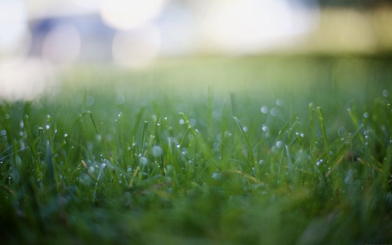 sunlight, depth of field, water, nature, reflection, grass sunlight, depth of field, water, nature, reflection, grass