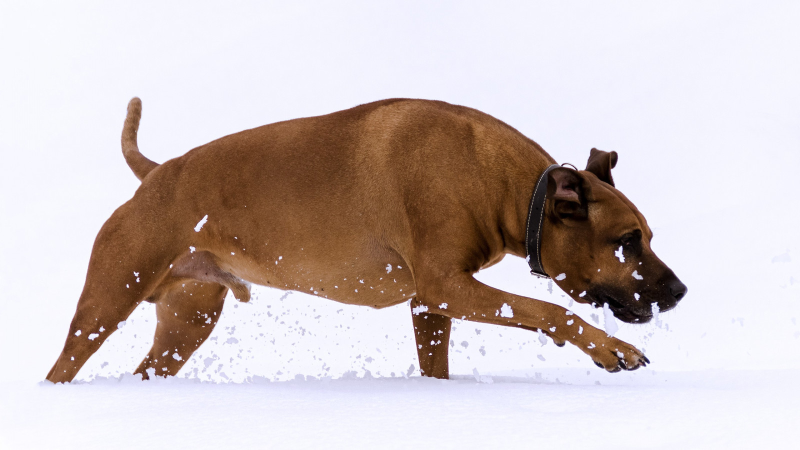 Wallpaper animals, snow, running, Bull, rhodesian, ridgeback