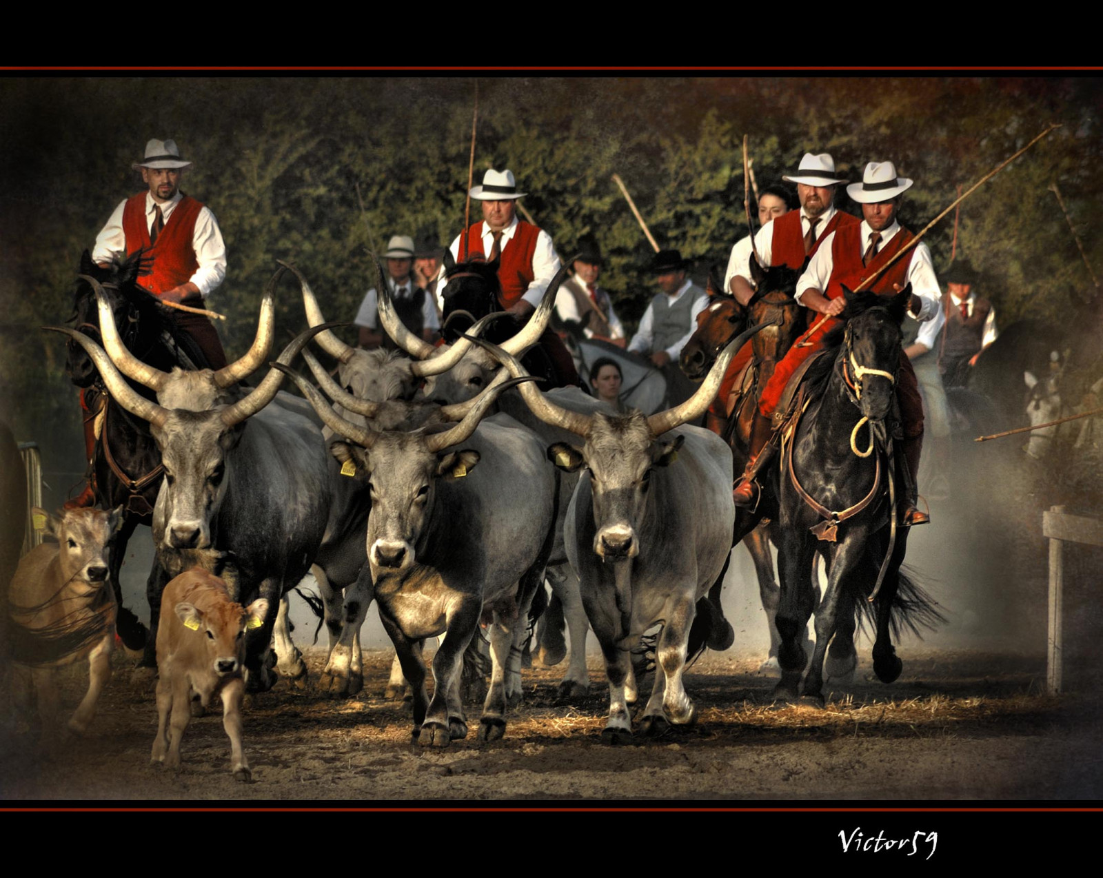 Itálie, Příroda, kůň, Nikon, život, Toskánsko, velikonoční, Býk, Italia, Lazio, koně, italie, kovboj, 70300, toscana, theunforgettablepictures, Bravo, tradice, naturelle, platinumphoto, nikond70, topf50, topf100, paololivornosfriends, roh, Viterbo, sirvictor59, rezervovat, Galope, Italové, toscane, dobytek, jako je savec, vůl, kůň jako savci, pack animal, cavalli, Maremma, Mandria, cavallo, Tuscia, Tuscania, Cavaliere, Cavalieri, Vacca, Gardian, Butterolu, Maremmano, Butteri, Etrusque, Maremmani, Nitritidiprimavera, Maremme