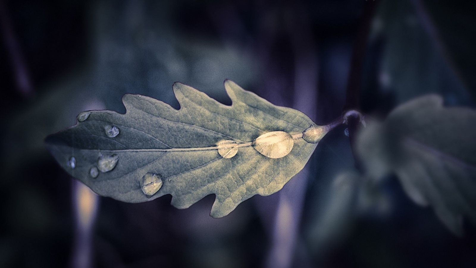 slunečnímu záření, listy, Příroda, rostliny, fotografování, kapky vody, makro, větev, mráz, světlo, strom, podzim, list, květ, rostlina, sezóna, flóra, tma, okvětní lístek, počítač tapeta, zblízka, makro fotografie, závod stonek