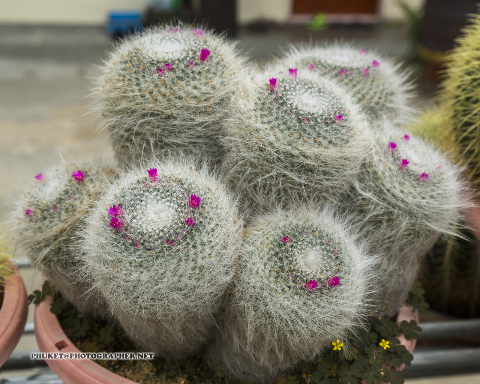 kopec, Příroda, budova, tráva, nebe, motocykl, pole, Dům, hotel, zelená, modrý, mlha, letovisko, čaj, Malajsie, kaktus, Thajsko, sukulentní, mrak, strom, cestovat, list, hora, květ, rostlina, web, flóra, mě, síť, domů, výlet, cesta, plavba, phuket, moto, Leathes, cameron, vrchovina, geo, phuketian, Stát, cactaceae, botanika, suchozemská rostlina, kvetoucí rostlina, ježek kaktus, Caryophyllales