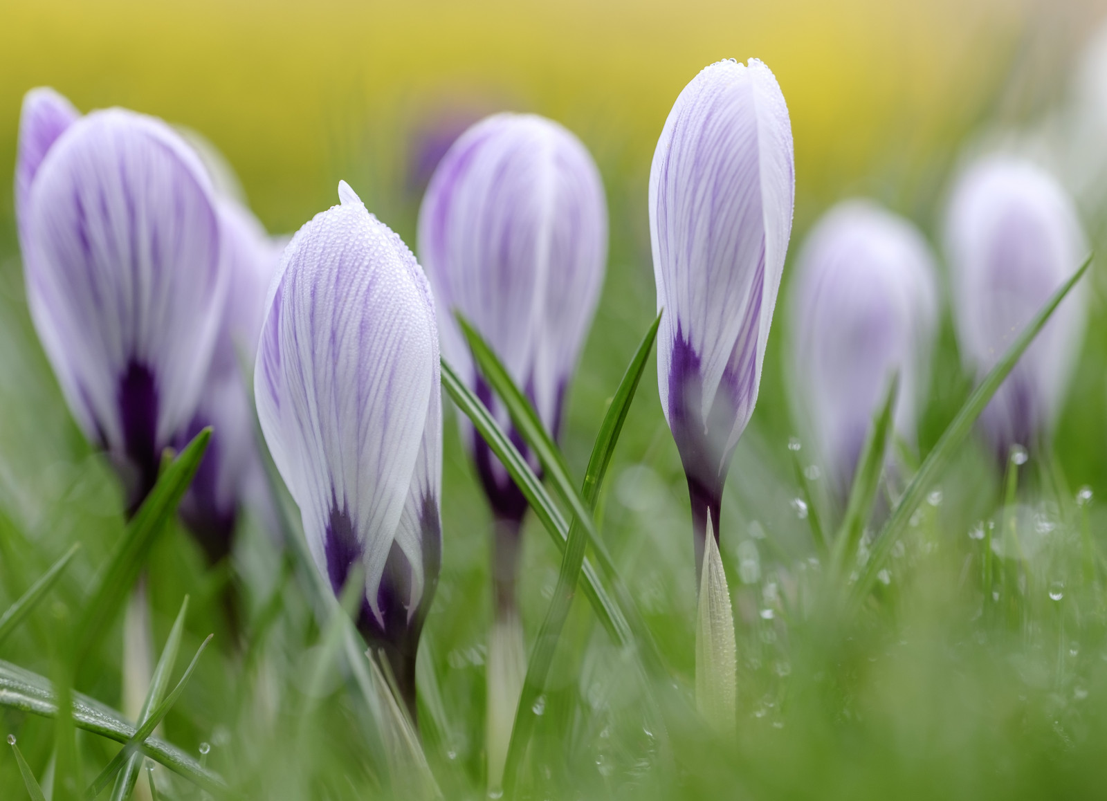 Wallpaper flowers, water, nature, grass, rain, Netherlands, bokeh