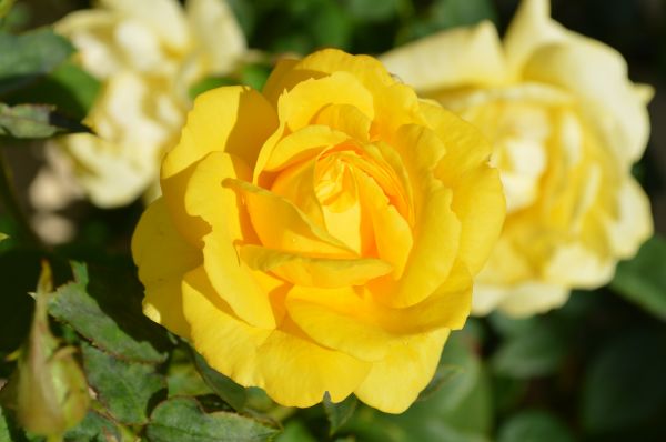 rose,bud,petals,yellow