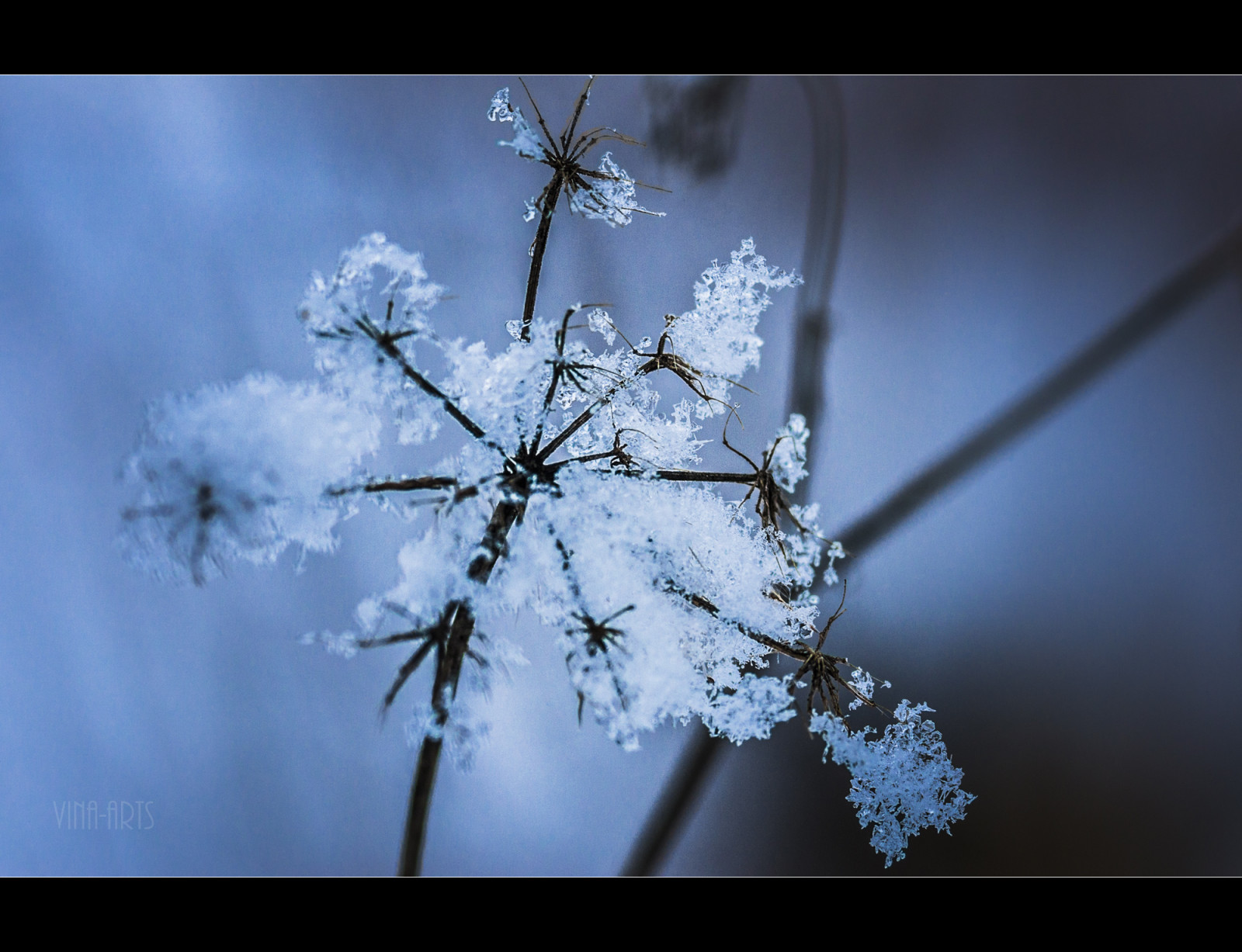 แสงแดด, ธรรมชาติ, การสะท้อน, ท้องฟ้า, หิมะ, ฤดูหนาว, ใกล้ชิด, สาขา, สีน้ำเงิน, น้ำแข็ง, น้ำค้างแข็ง, เบ่งบาน, การแช่แข็ง, 2014, ต้นไม้, landschaft, ดอกไม้, ปลูก, ฤดู, พืช, กิ่งไม้, ไม้ยืนต้น, การถ่ายภาพมาโคร, ต้นกำเนิด