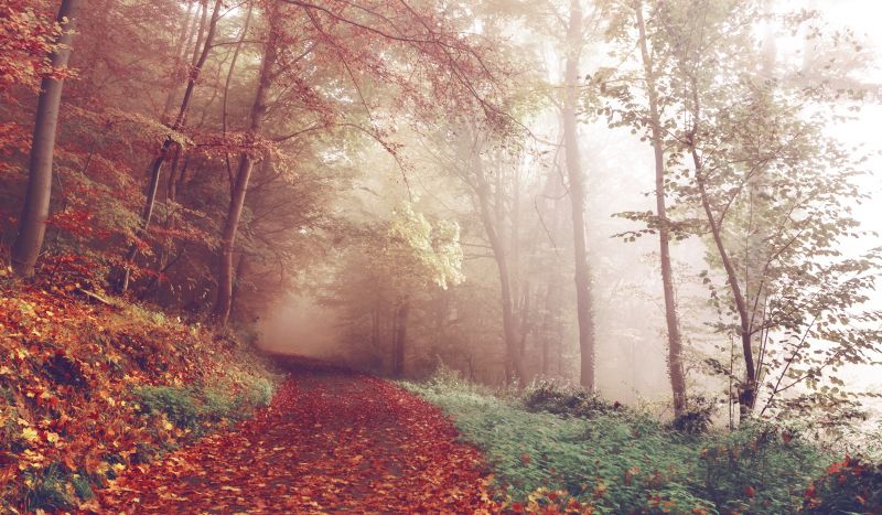 sunlight, trees, forest, nature, morning, mist sunlight, trees, forest, nature, morning, mist