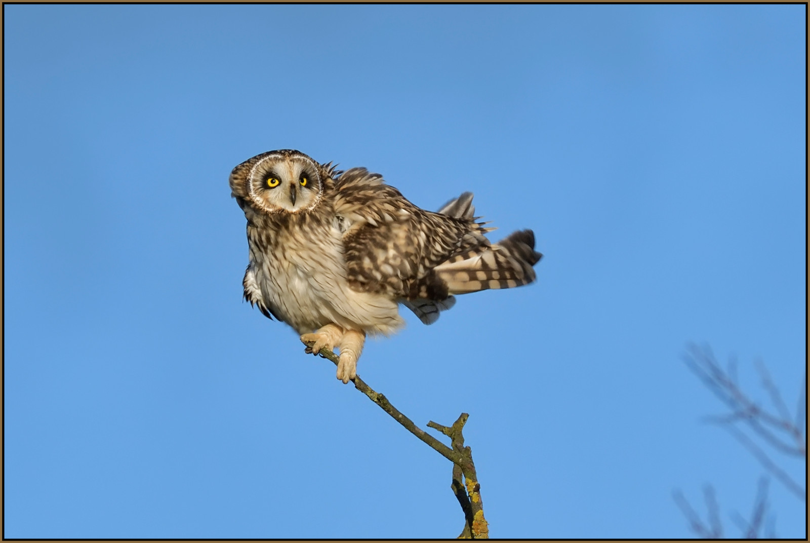 Příroda, nebe, větev, Volně žijících živočichů, dravý pták, sova, zobák, Kořist, Sokol, pták, jestřáb, birdofprey, Pírko, káně, křídlo, krátký, fauna, jezírka, rezervovat, velký šedý sova, RSPB, bažina, shorteared, Cambridgeshire, ušatý, seo, Drayton