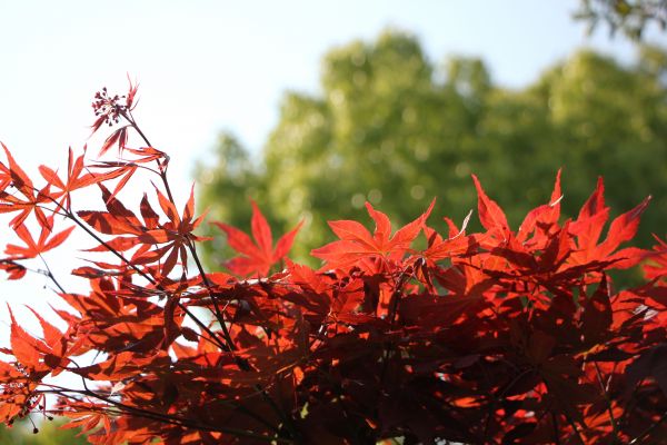 maple leaf,leaves,plants,nature,sunlight,red