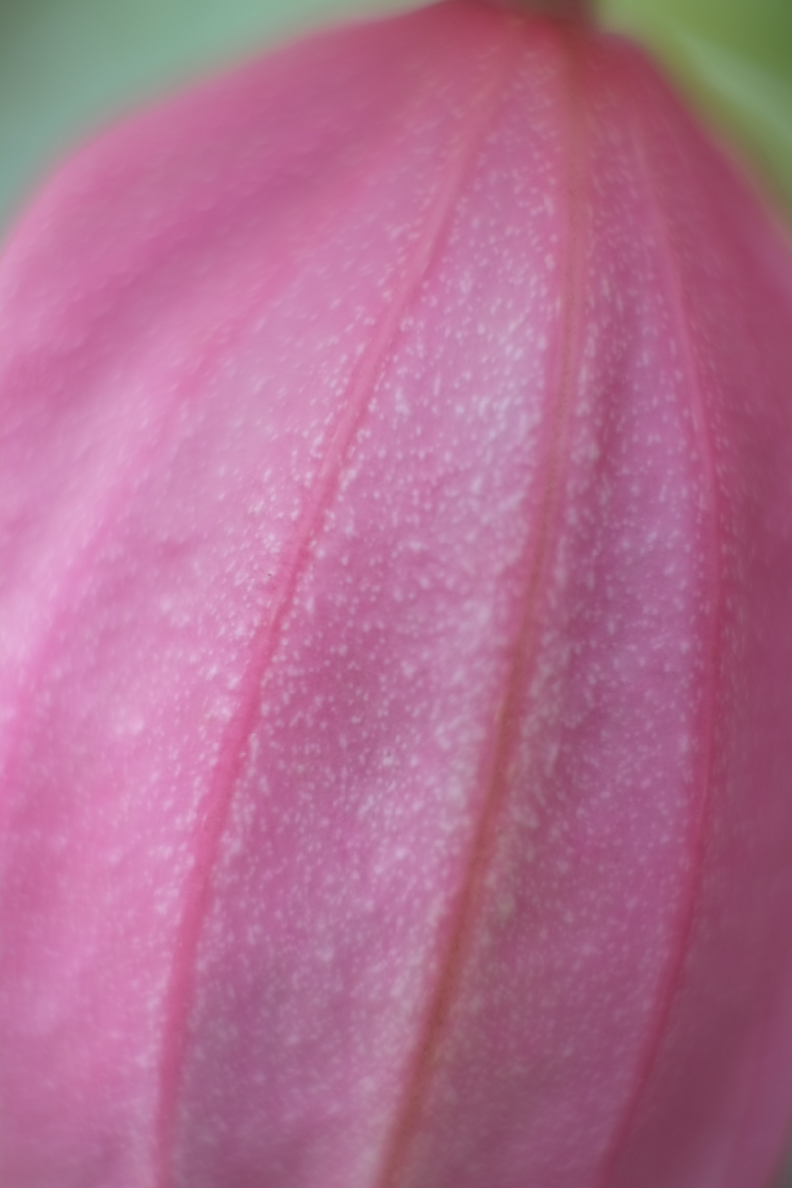 Červené, růžový, Tokio, purpurová, Fujifilm, květ, rostlina, oko, okvětní lístek, Fujinon, Shinjuku, xpro1, xf, xf35mmf14r, x, shinjukugyoen, xf35mm, mcex, mcex11, ret, suchozemská rostlina, kvetoucí rostlina, orgán, zblízka, makro fotografie