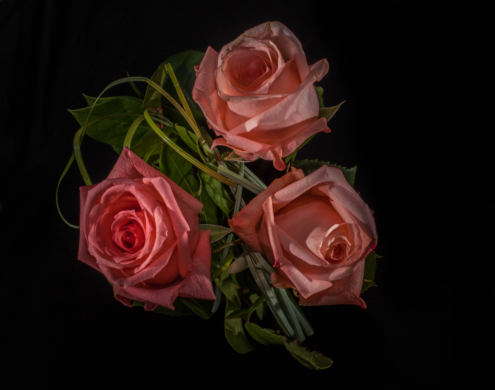 Rose, stillife, rosso, natura, fiori, NGC