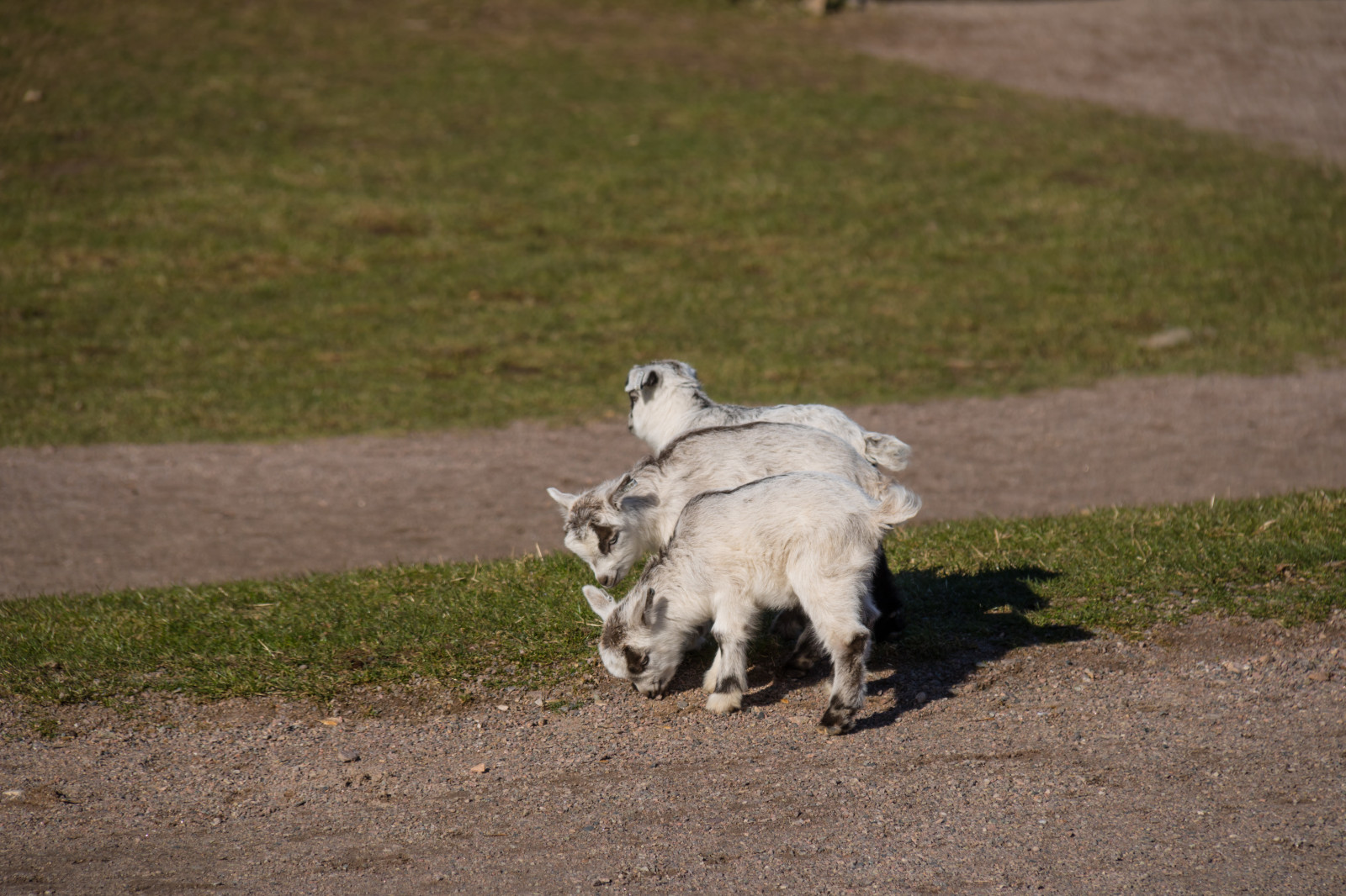tráva, Volně žijících živočichů, zoologická zahrada, kozy, ovce, dítě, dostat, koza, Djurpark, sk nesdjurpark, zabíjení, fauna, savec, ovce, obratlovců, dobytek, jako je savec, kráva koza rodina