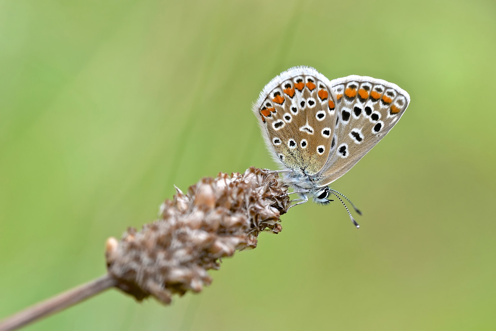น็อตติงแฮม, ฤดูร้อน, ส้ม, สีขาว, ดำ, แมโคร, ชาย, สีเขียว, ธรรมชาติ, ใกล้ชิด, ผีเสื้อ, เทา, สีเบจ, Nikon, dof, sigma, naturereserve, monopod, สีน้ำเงิน, polyommatusicarus, wildlifetrust, d610, 150 มม, sssi, brpwn, wilfordclaypit, klythawk, benroa48t