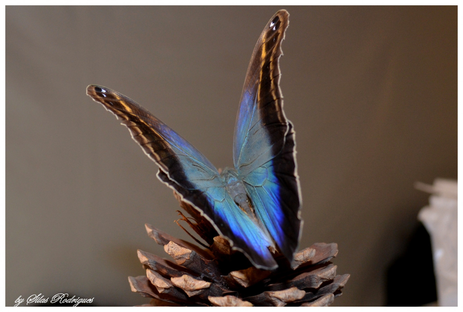 azul, Brasil, Nikon, Borboleta, Pirassununga, bestcapturesaoi, elitegalleryaoi, silasrodrigues