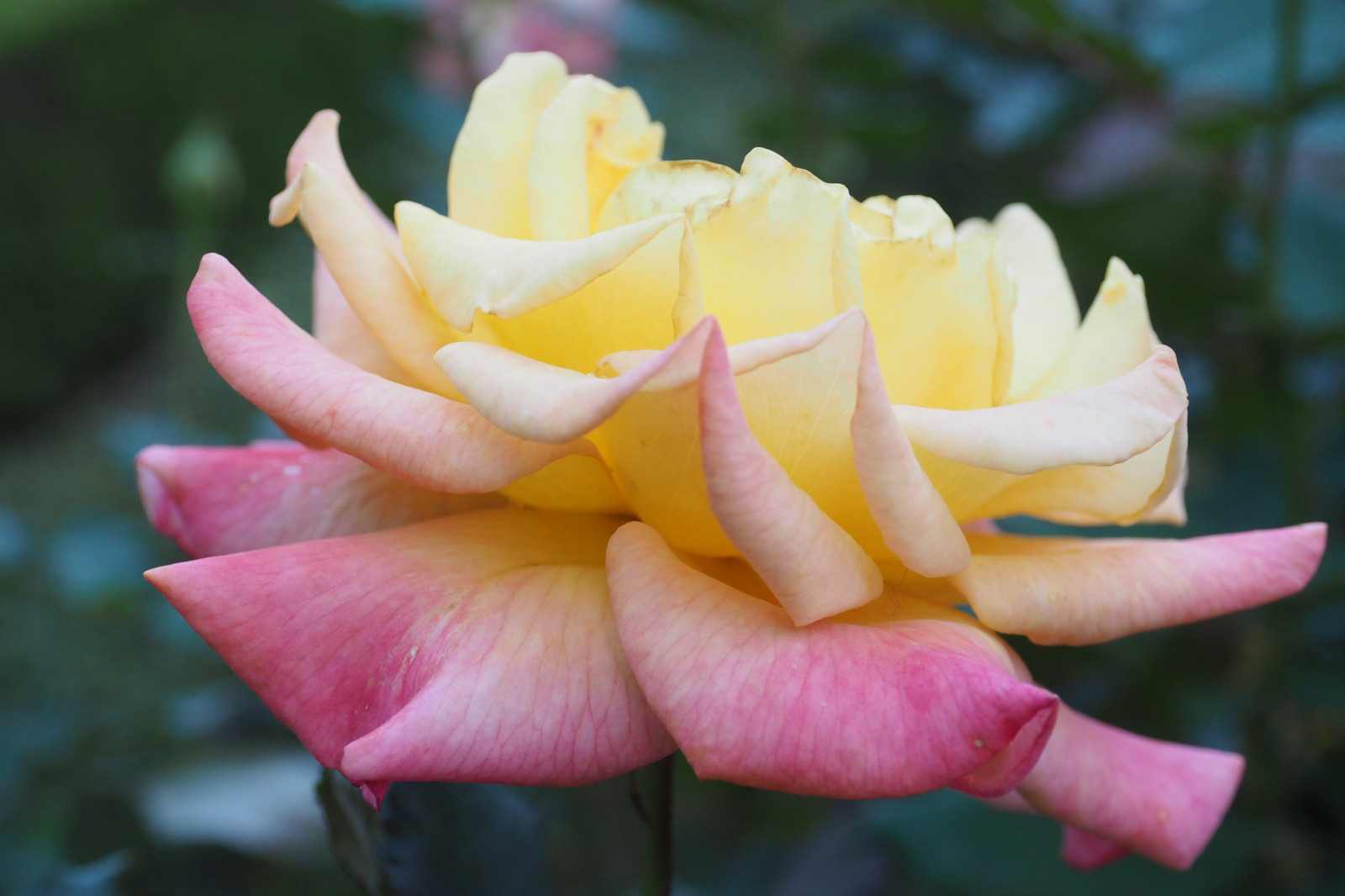 Japonsko, žlutý, růže, růžový, Tokio, Olympus, jp, květ, rostlina, flóra, okvětní lístek, mzuiko, kyufurukawagarden, OMD, EM5, omdem5, mzuikodigital1250mmf3563, mzuiko1250, em5mark2, omdem5mark2, suchozemská rostlina, kvetoucí rostlina, makro fotografie, závod stonek, zahradní růže, růže rodina, růže objednávka, floribunda