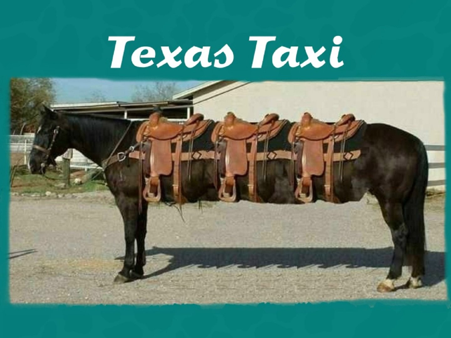 1440x1080 px, taxi, Texas