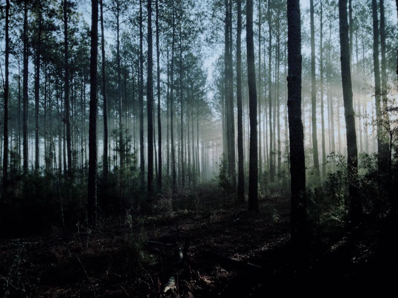 1500x1125 px, forest, plants 1500x1125 px, forest, plants