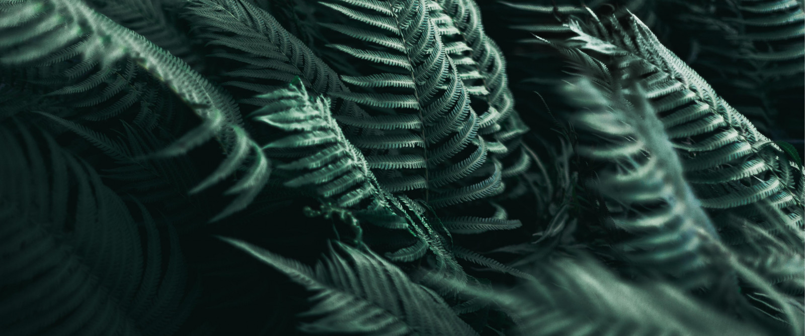 Wallpaper photography, ultrawide, ultra wide, plants 3440x1440