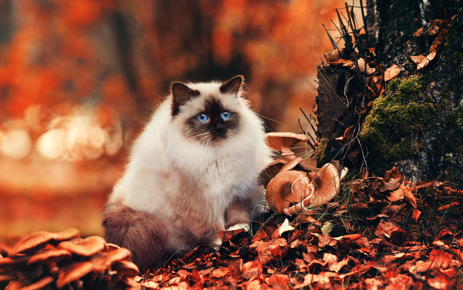 kočka, zvěř, kníry, podzim, sezóna, kočky, kotě, fauna, savec, 2560x1603 px, obratlovců, kočka jako savci, malé až středně velké kočky
