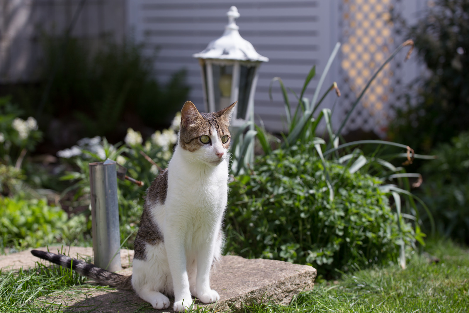 kočka, tráva, tygr, kníry, jaro, květ, rostlina, fauna, weiss, trávník, kočka jako savci, malé až středně velké kočky, domácí krátké vlasy kočka, mourek, katze, Bruno, aegean cat