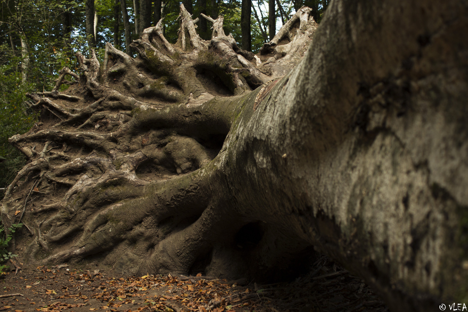 stromy, les, Itálie, Příroda, fotografování, dřevo, větev, Volně žijících živočichů, divočina, Vykořenit, strom, podzim, list, rostlina, flóra, zálesí, půda, Faggio, místo výskytu, přírodní prostředí, botanika, suchozemská rostlina, dřevina, kufr, faggeta, VLEA, Beechtree, montecimino