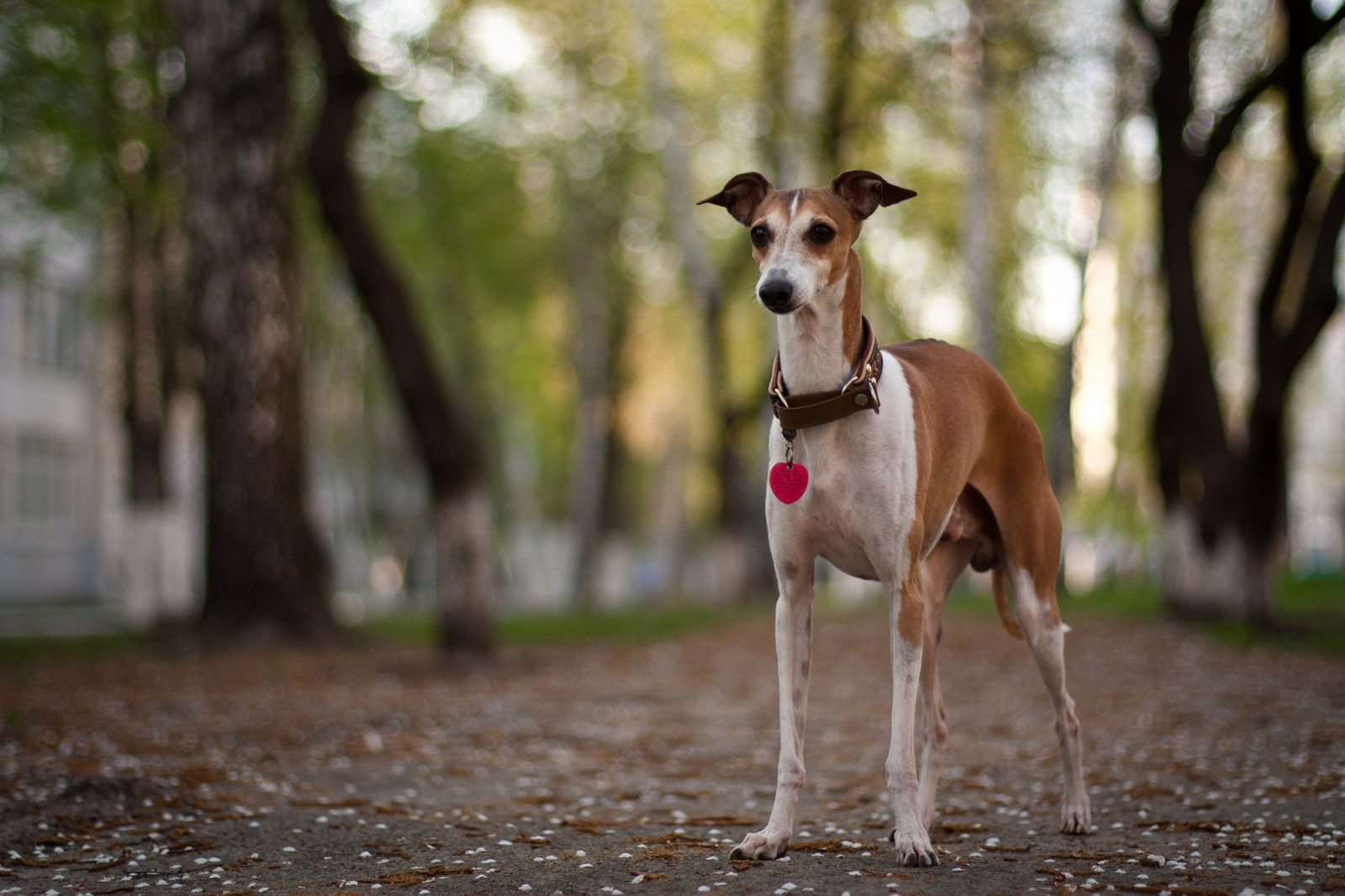 Wallpaper dog, collar, park, walk 2048x1365 4kWallpaper 656395