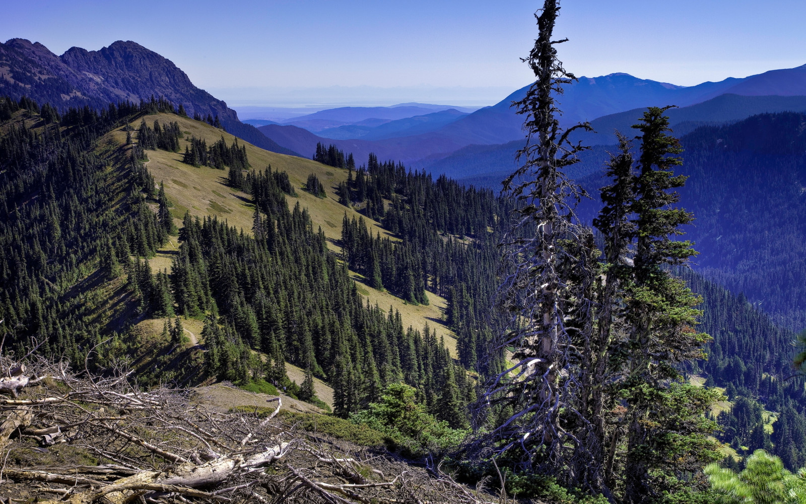 Wallpaper mountains, height, tree, dead, wood, branches, dry