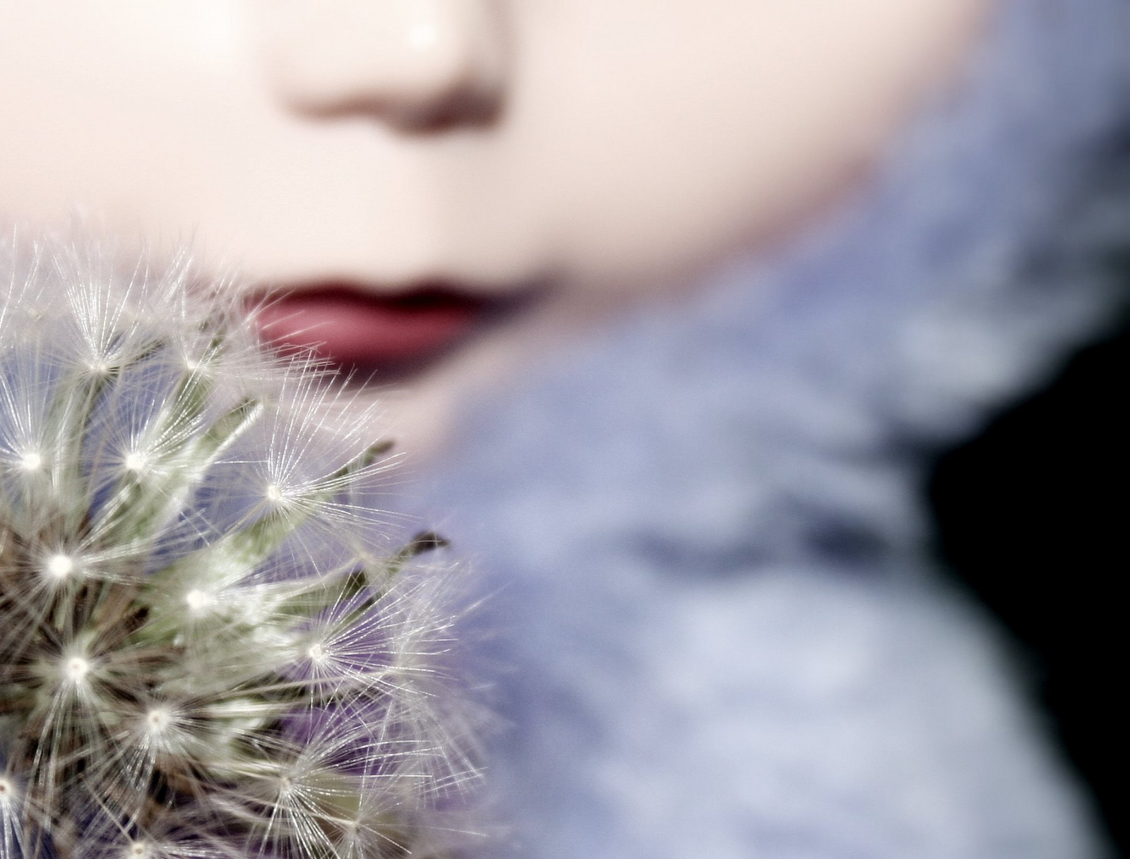 slunečnímu záření, nebe, rty, pampeliška, jaro, panenka, Blythe, Přídavek, květ, rostlina, okvětní lístek, přání, np, počítač tapeta, zblízka, makro fotografie, takara, Piccadilly, Nesta, Picca, stock photography