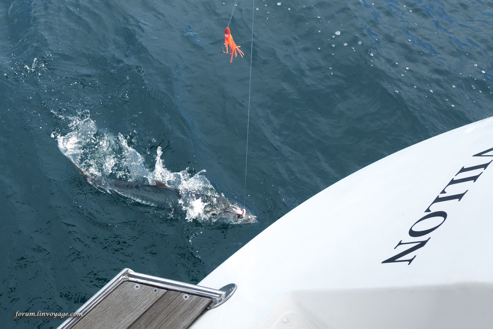 loď, moře, žralok, vozidlo, Ryba, indický, jachta, rybolov, Velký bílý žralok, barakuda, tuňák, oceán, andaman, phuketian, plachta, phuketphotographernet, forumlinvoyagecom, httpforumlinvoyagecom, surfování zařízení a potřeby