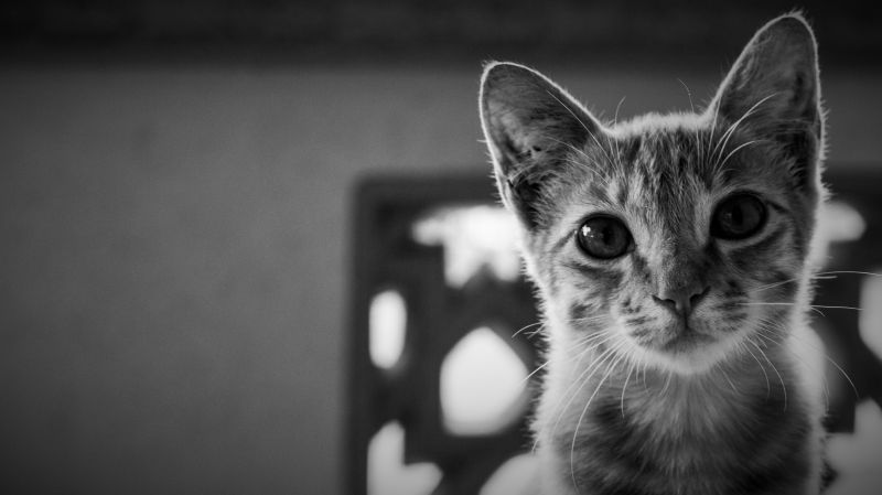 bílý, Černá, kočka, zvěř, černobílý, fotografování bílý, Černá, kočka, zvěř, černobílý, fotografování