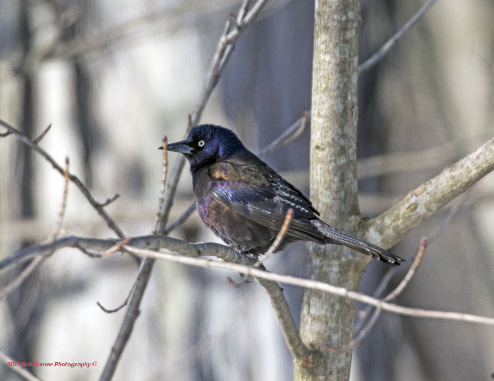 storno, Commonstarling, uccello canoro, uccello, birdwatching, birdwatcher, natura, natura, Naturewatcher, peacevalleypark, Lakegalena, canon7dmarkii, Canon100400mmlens