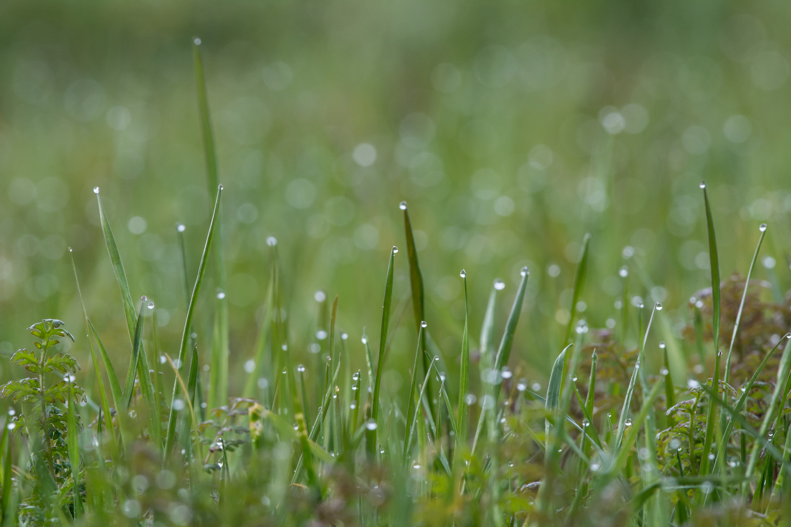 tráva, ranní světlo, dewdrop, rosa, gras, schwarzwald, Černý les, Schwarzenberg, Nikkor300mmf4, Guidodekleijn, nikond7100