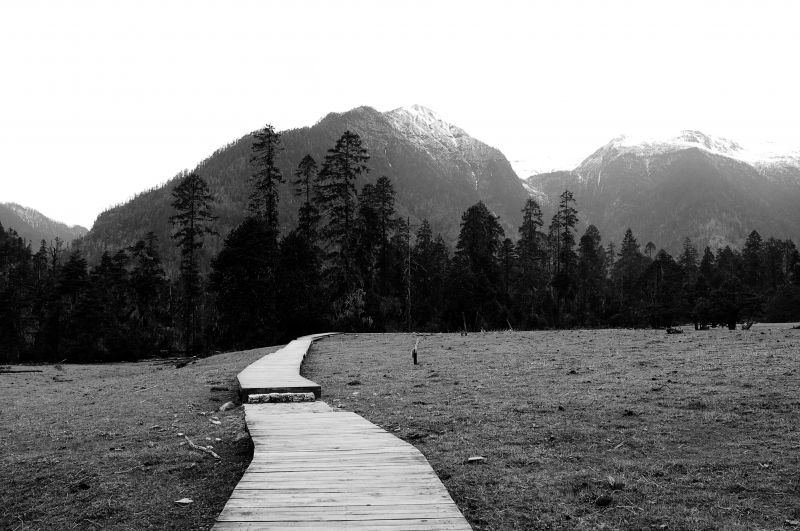 landscape, monochrome, nature, snow, forest, lake landscape, monochrome, nature, snow, forest, lake