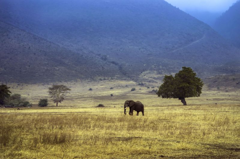 elefant, elefante, træ, landskab, ngonongoro
