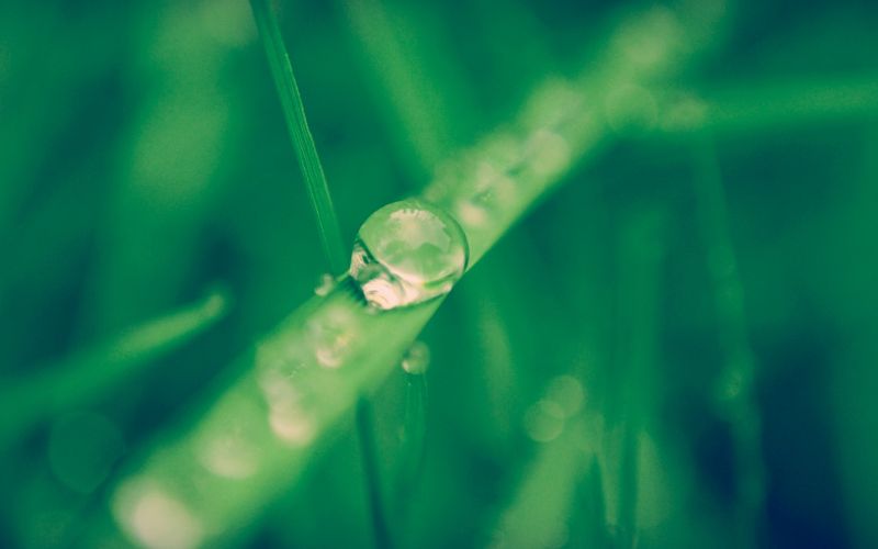 2560x1600 px, erba, macro, natura, gocce d'acqua 2560x1600 px, erba, macro, natura, gocce d'acqua