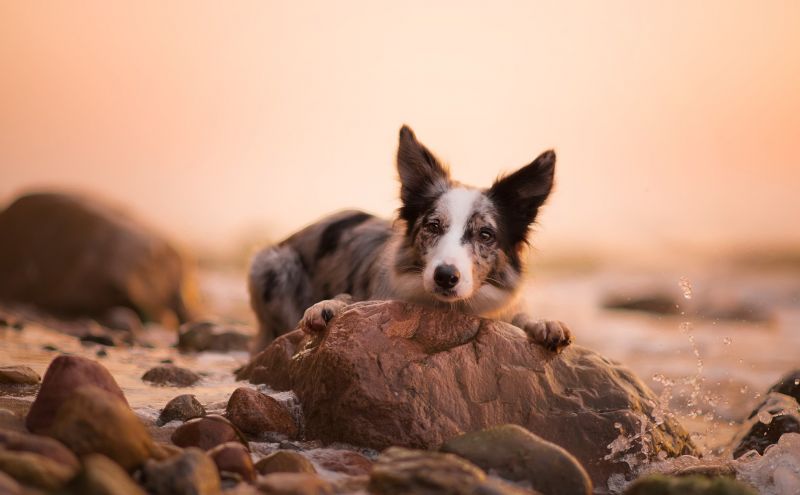 cane,animali,Border collie,natura