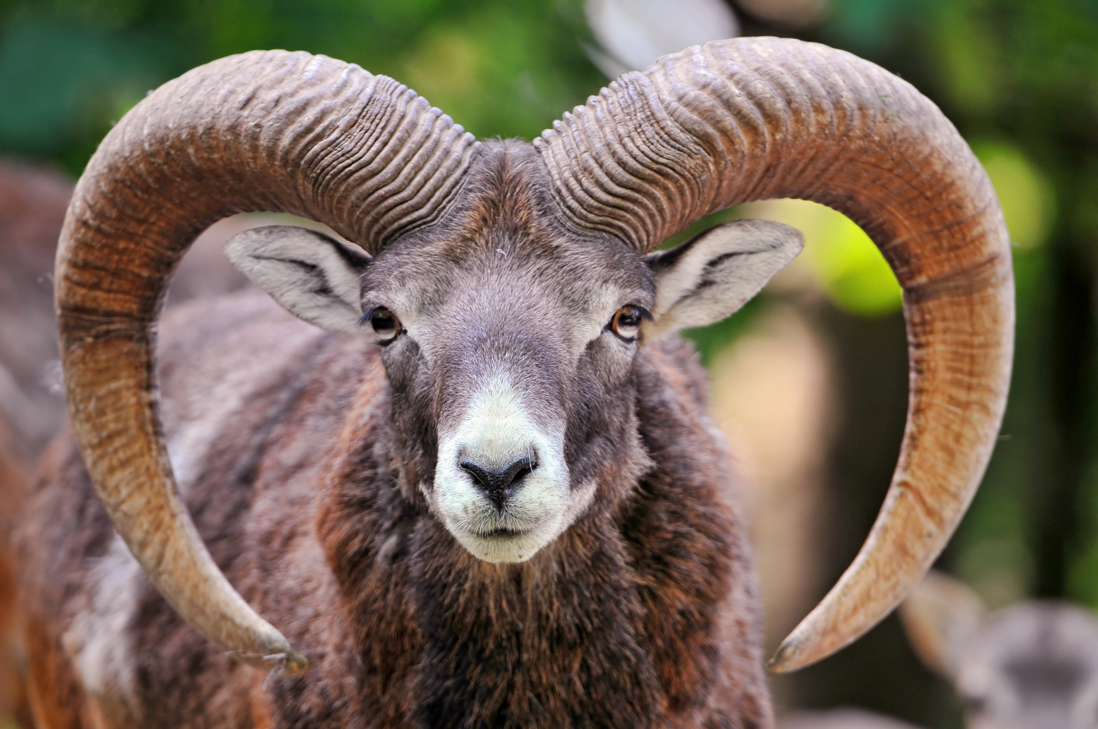 portrét, růžky, Volně žijících živočichů, Švýcarsko, Nikon, zoologická zahrada, ovce, hlava, Basilejská, zavřít, hospodářská zvířata, muflon, fauna, savec, Basilej, D300, roh, vosplusbellesphotos, čenich, kráva koza rodina, organismus, zolli, velký roh, paovce, argali, terrestrial animal, goat antelope