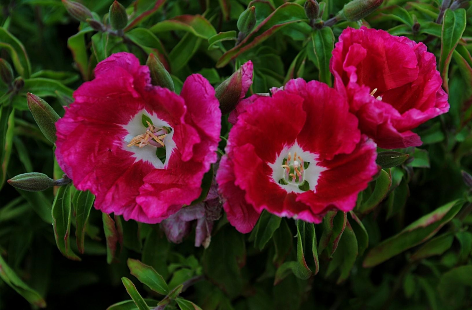 květiny, zelená, květ, rostlina, flóra, okvětní lístek, pivoňka, tekoucí, botanika, suchozemská rostlina, kvetoucí rostlina, zblízka, keř, jednoletá rostlina, makro fotografie, Růžová rodina, Dianthus, karafiát